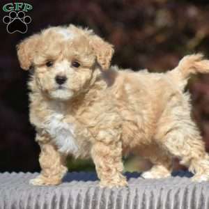 Buxton, Bich-Poo Puppy